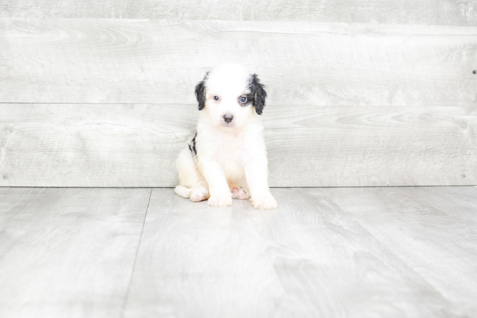 Energetic Bernadoodle Poodle Mix Puppy