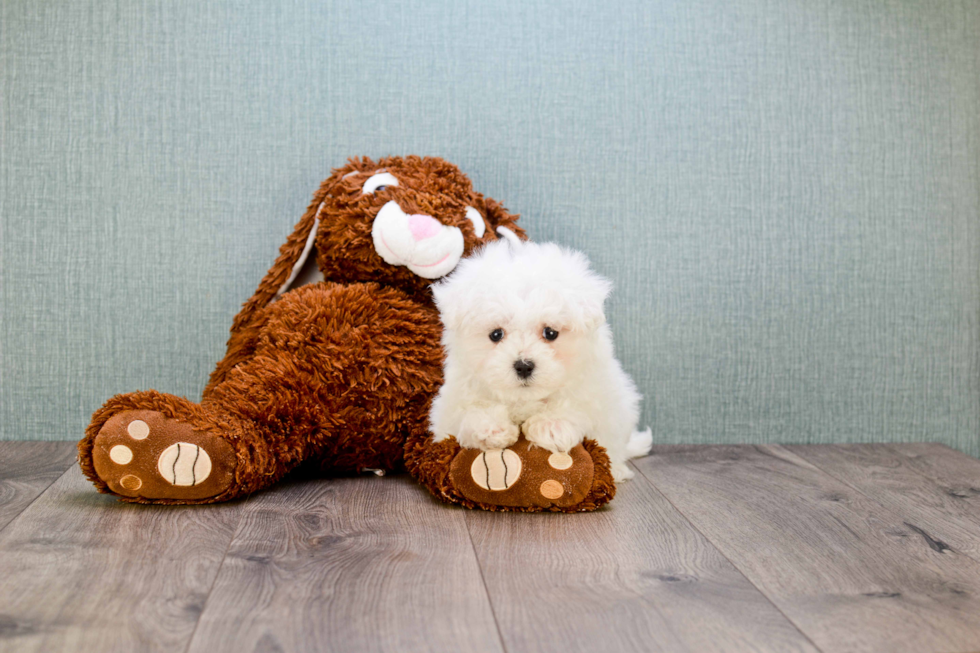 Fluffy Maltipoo Poodle Mix Pup