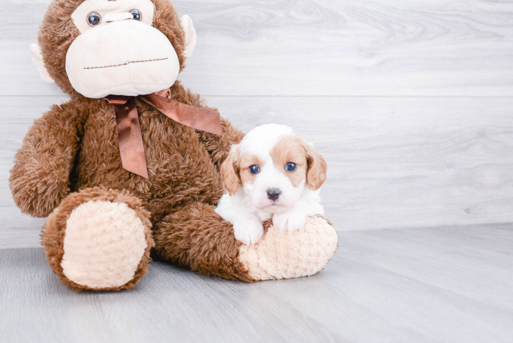 Best Cavapoo Baby