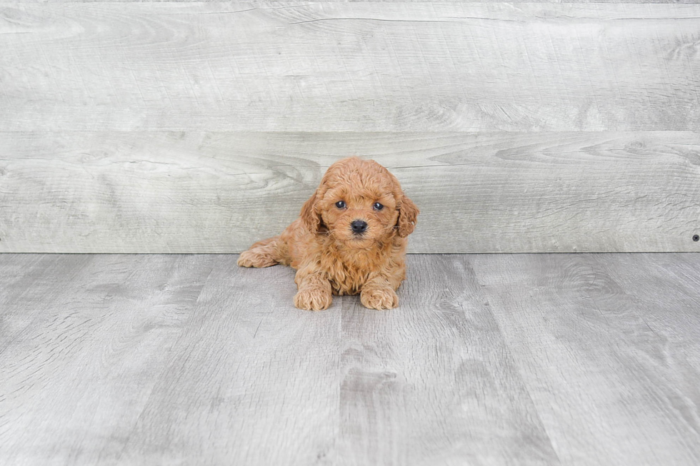 Small Cavapoo Baby