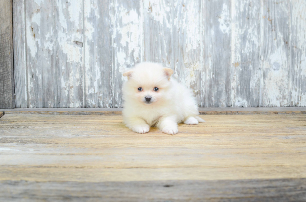 Best Pomeranian Baby