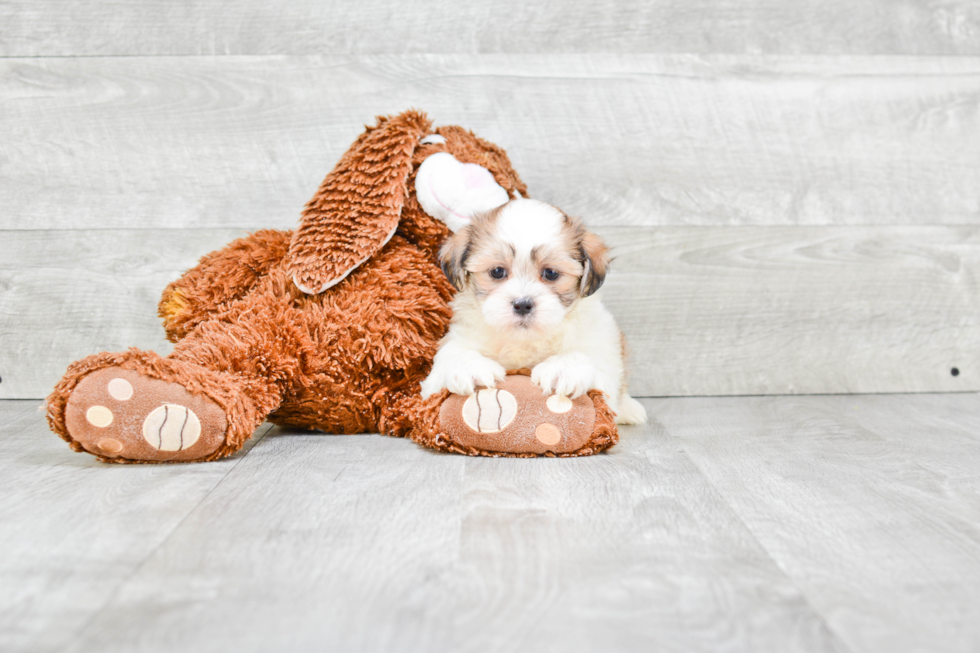 Fluffy Teddy Bear Designer Pup