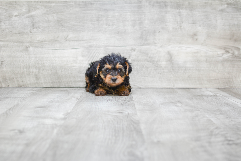 Yorkie Poo Pup Being Cute