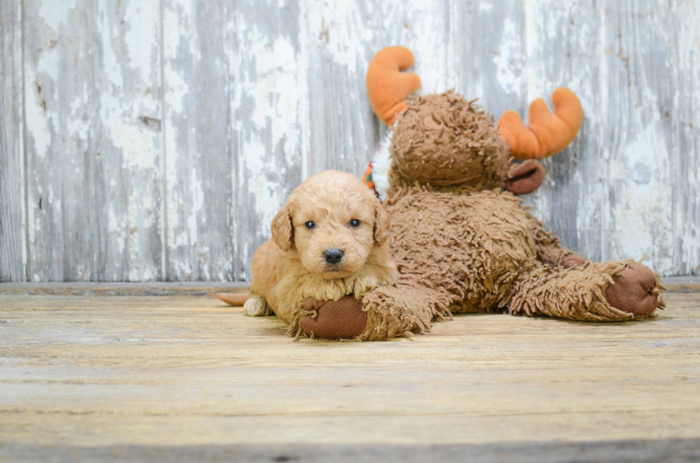 Mini Goldendoodle Puppy for Adoption