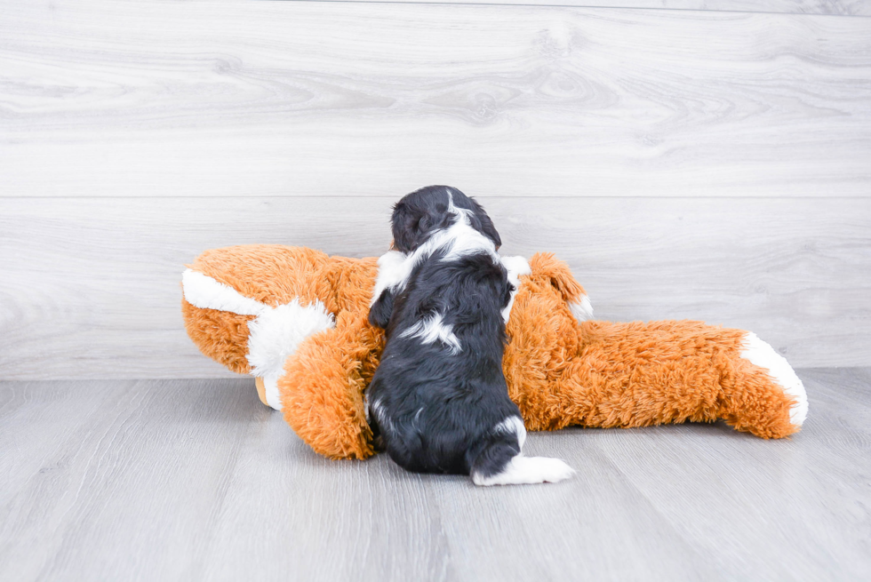 Petite Cavalier King Charles Spaniel Purebred Puppy
