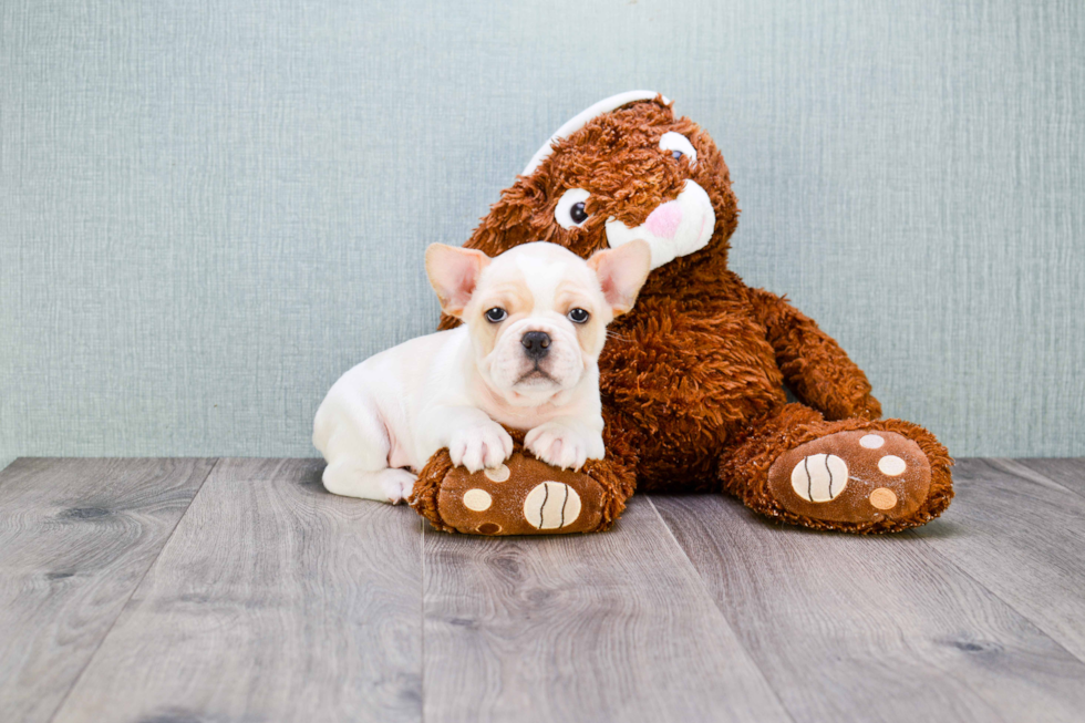 French Bulldog Pup Being Cute