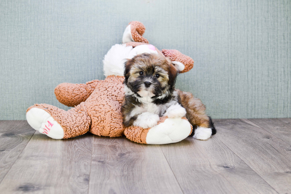 Sweet Havanese Purebred Puppy