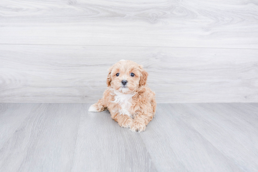 Cavapoo Puppy for Adoption