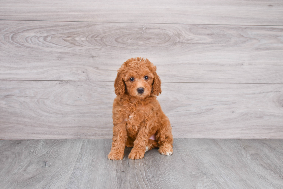 Petite Mini Goldendoodle Poodle Mix Pup