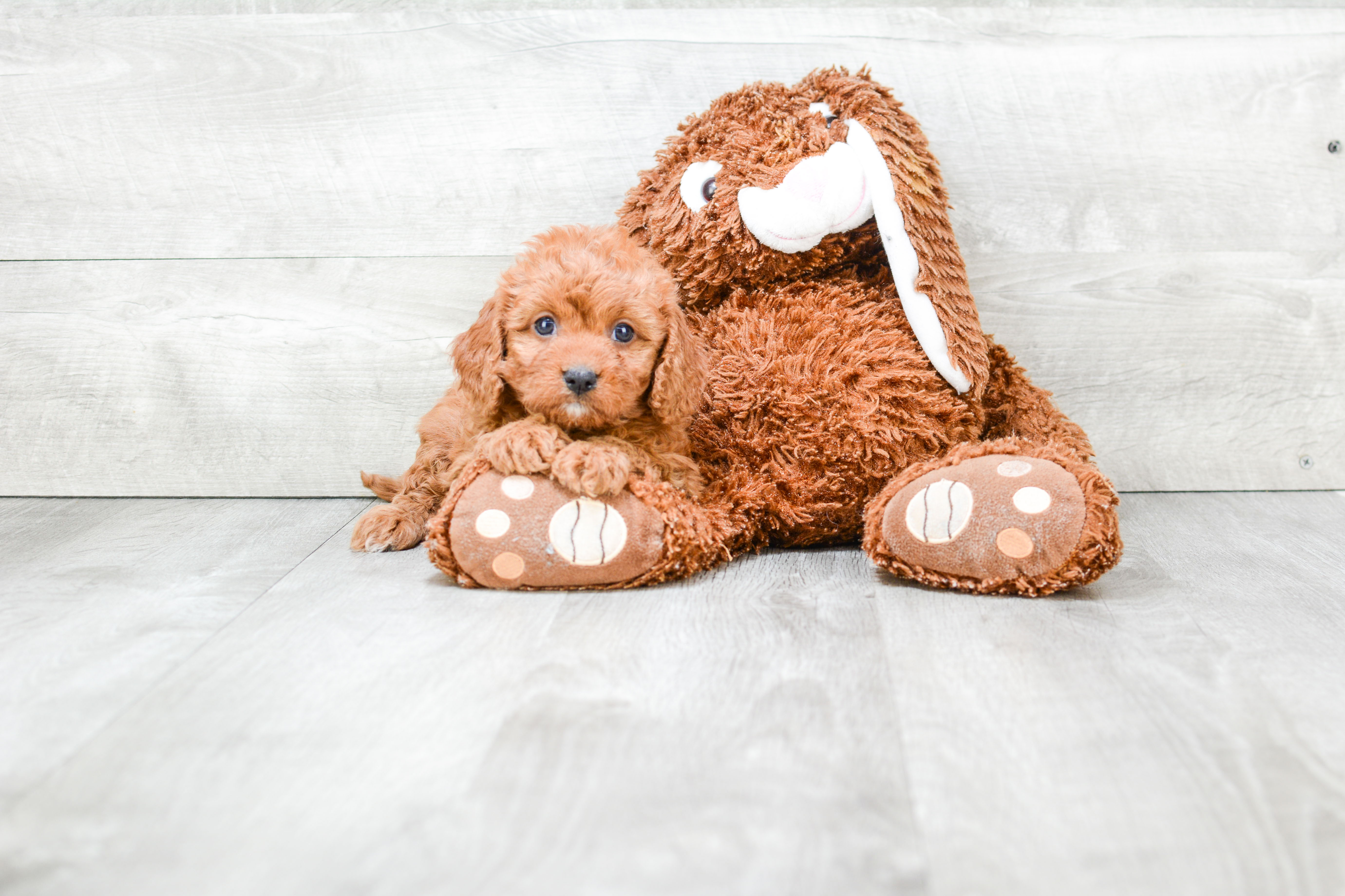 Adorable Cavoodle Poodle Mix Puppy