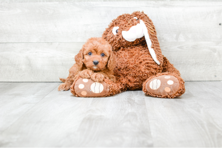 Adorable Cavoodle Poodle Mix Puppy