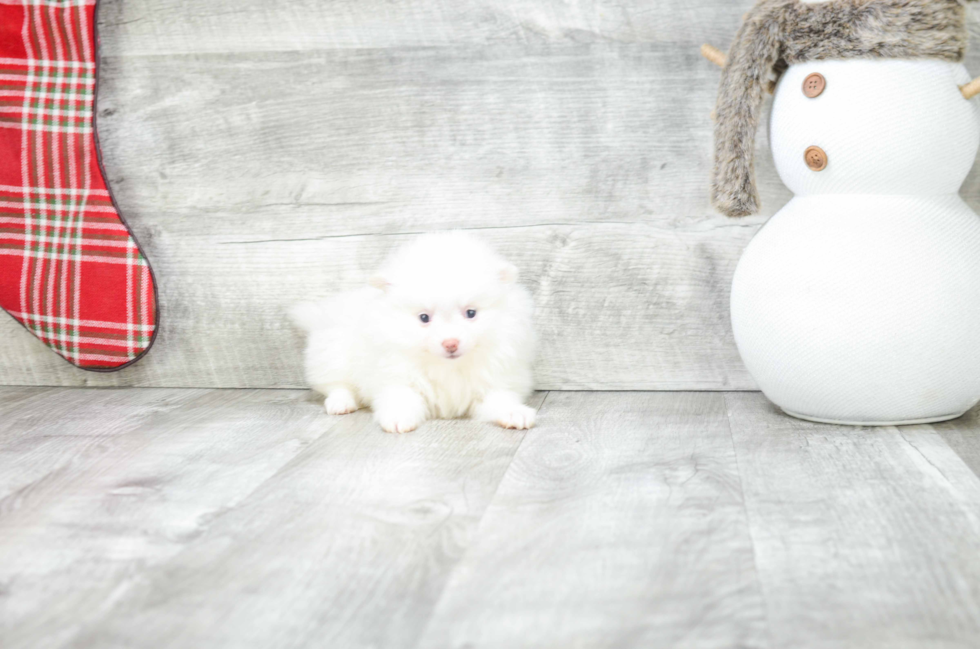 Cute Pomeranian Purebred Puppy