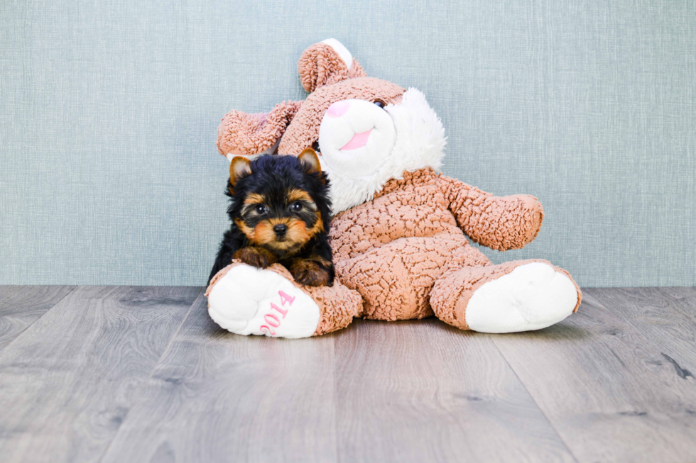 Meet Ronaldo - our Yorkshire Terrier Puppy Photo 