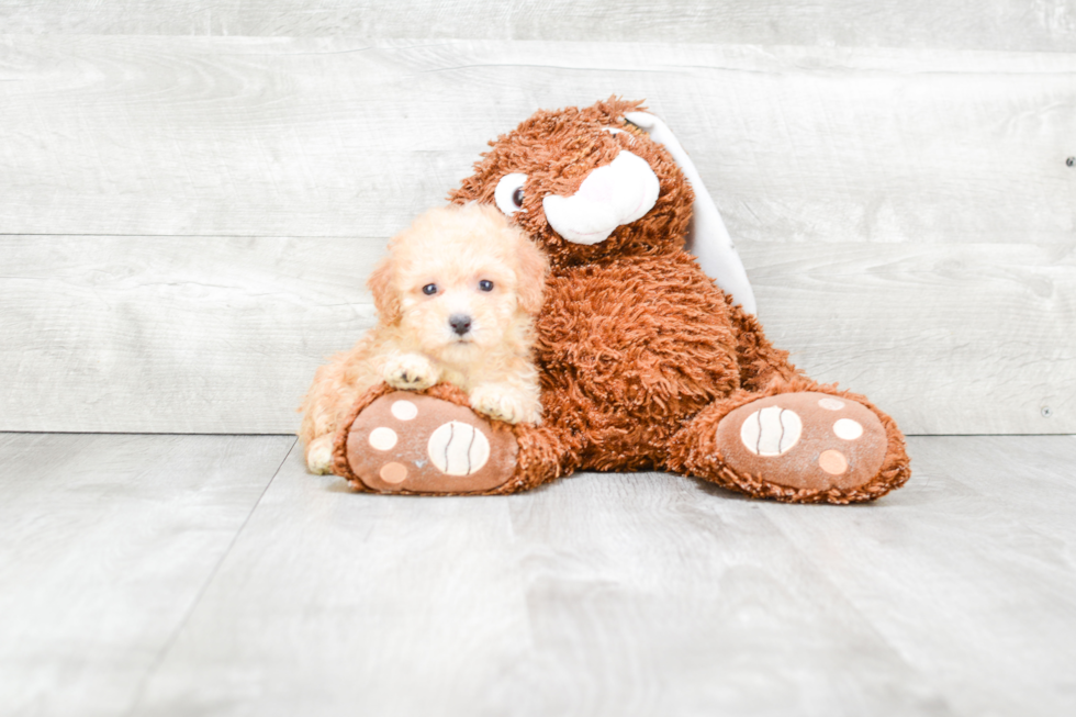 Adorable Maltepoo Poodle Mix Puppy