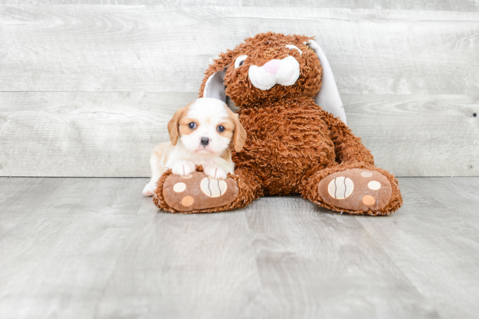 Cavalier King Charles Spaniel Puppy for Adoption