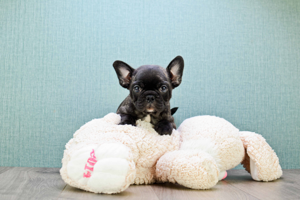 French Bulldog Puppy for Adoption