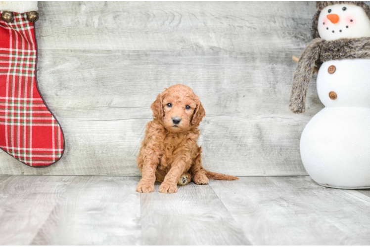 Mini Goldendoodle Puppy for Adoption