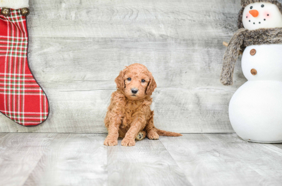 Mini Goldendoodle Puppy for Adoption