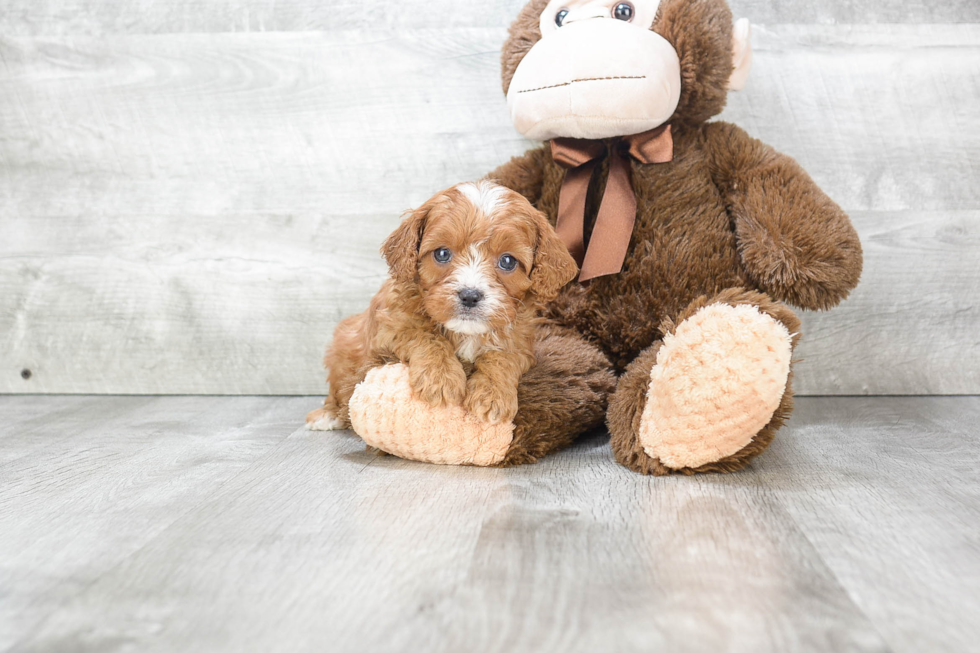 Cavapoo Pup Being Cute