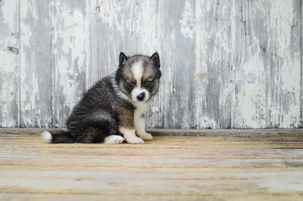 Best Pomsky Baby