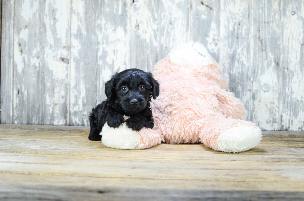 Yorkie Poo Puppy for Adoption