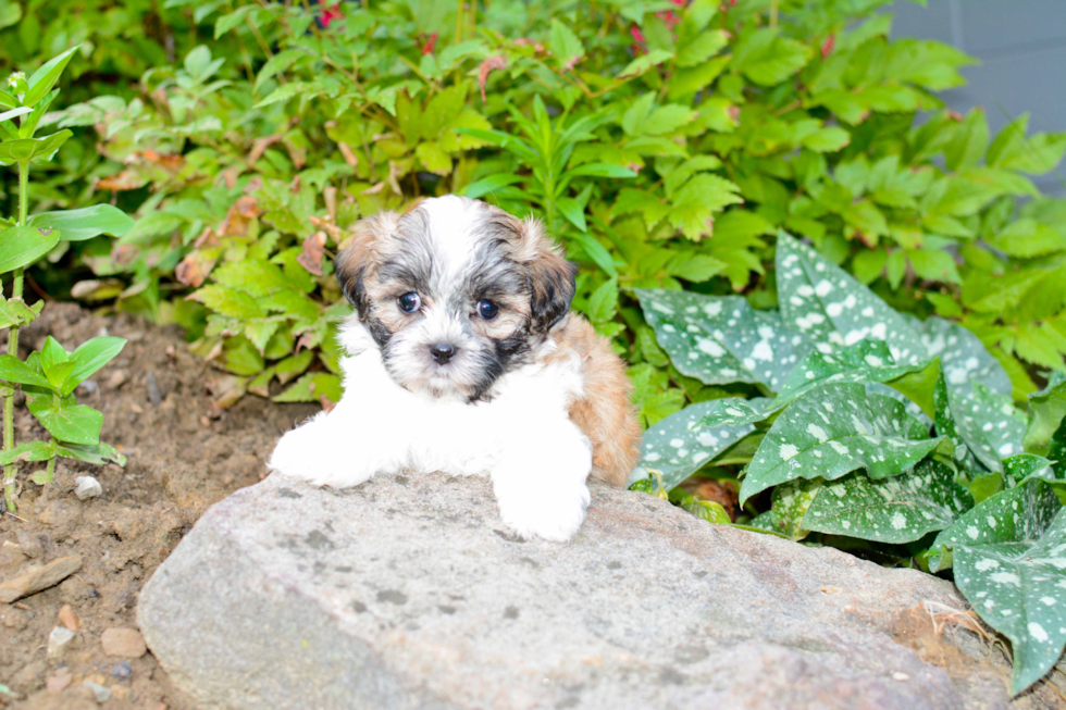 Sweet Teddy Bear Baby