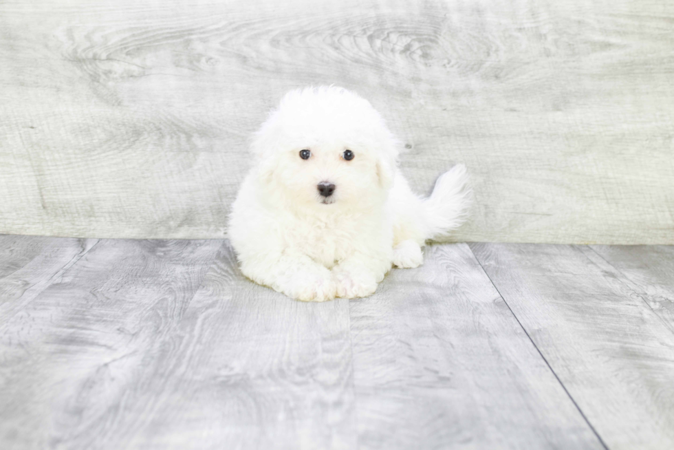 Funny Bichon Frise Baby