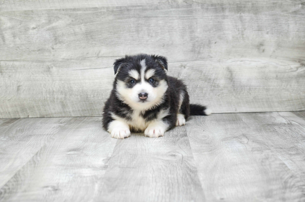 Pomsky Pup Being Cute