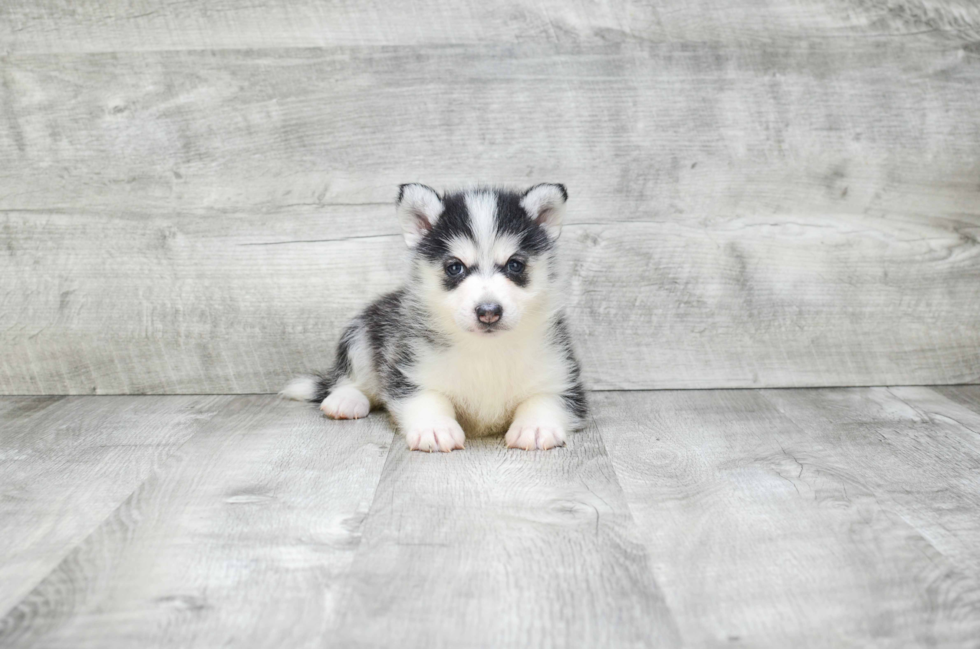 Popular Pomsky Designer Pup