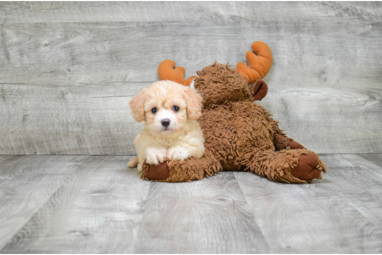 Playful Cavalier Designer Puppy