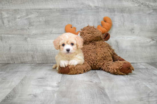 Playful Cavalier Designer Puppy