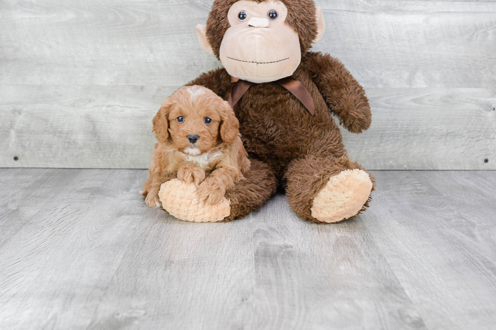 Hypoallergenic Cavoodle Poodle Mix Puppy