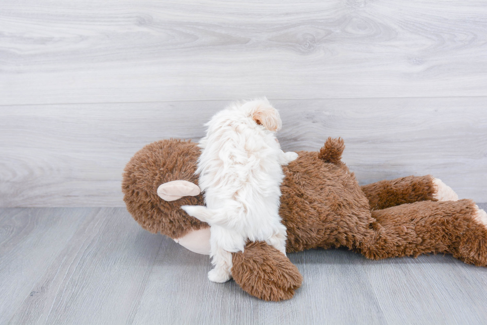 Adorable Maltepoo Poodle Mix Puppy