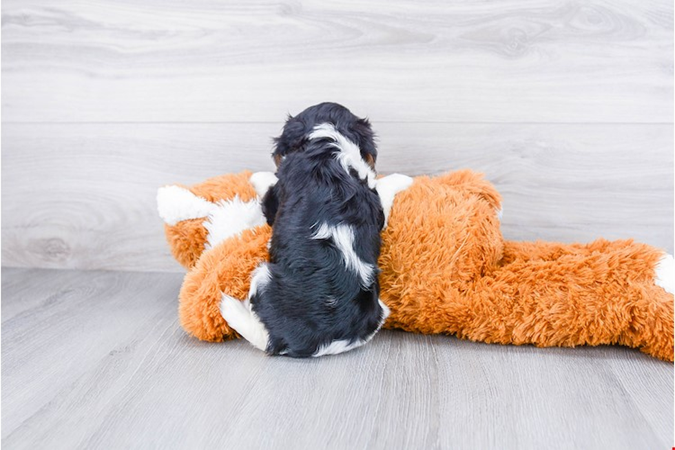 Petite Cavalier King Charles Spaniel Purebred Puppy