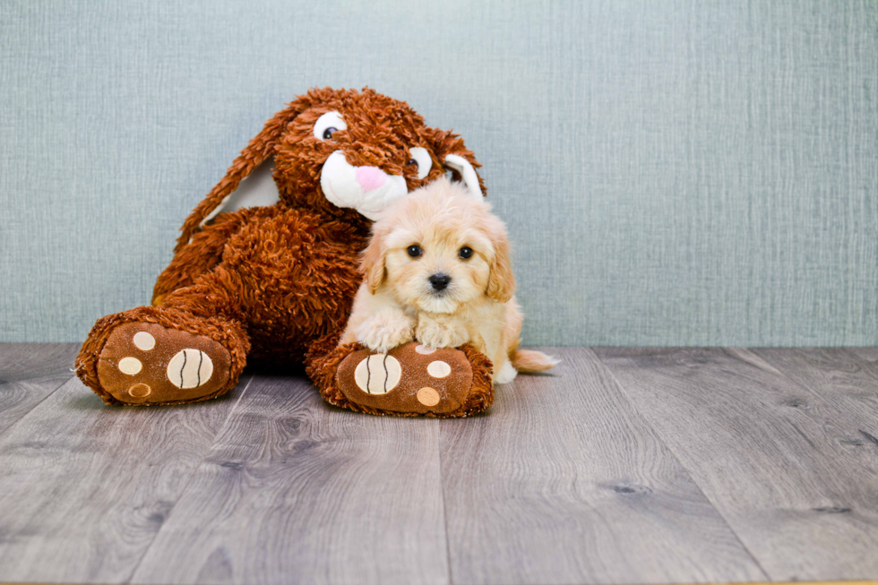 Funny Cavachon Designer Pup