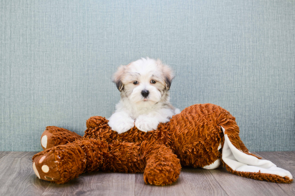 Havanese Puppy for Adoption