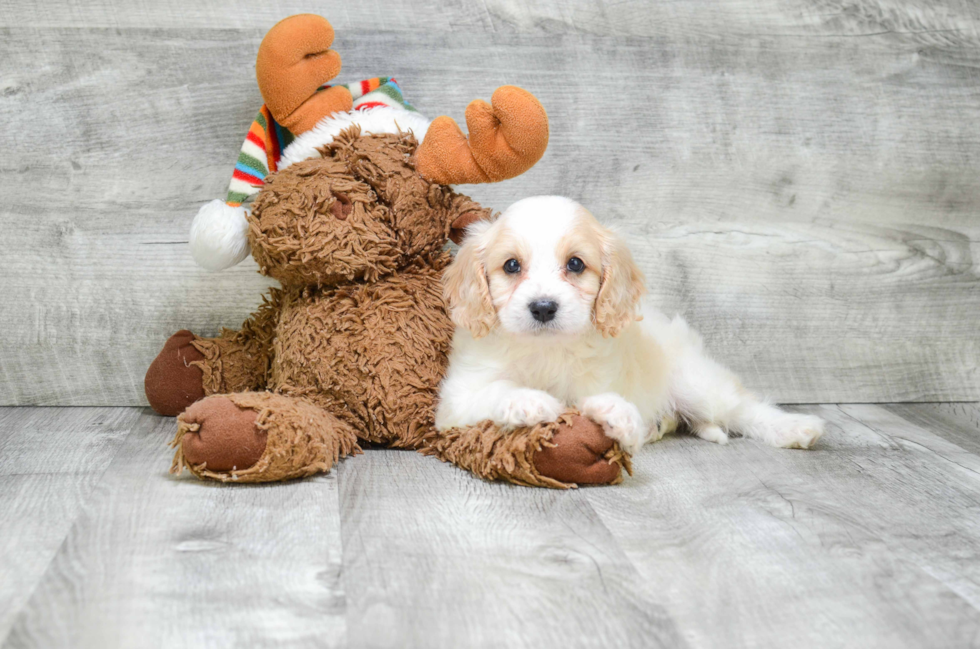 Playful Cavoodle Poodle Mix Puppy