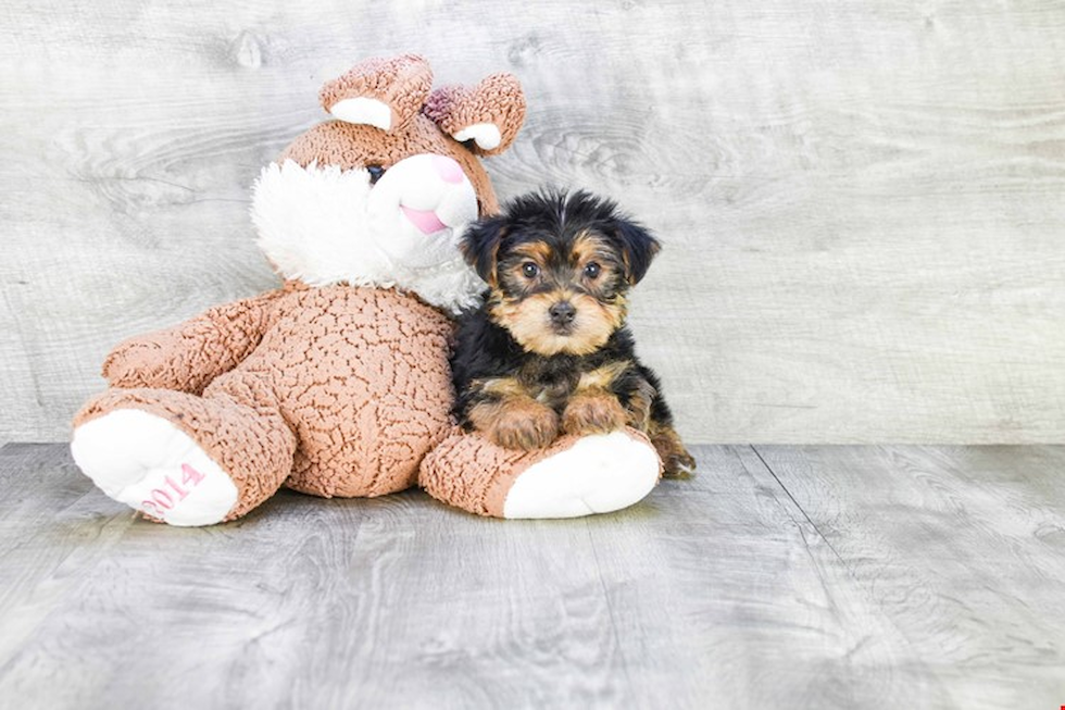 Meet Micah - our Yorkshire Terrier Puppy Photo 