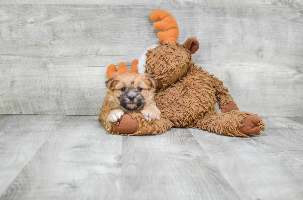 Morkie Puppy for Adoption