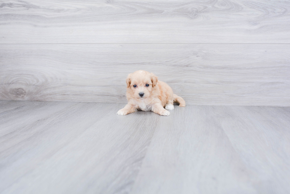 Maltipoo Pup Being Cute