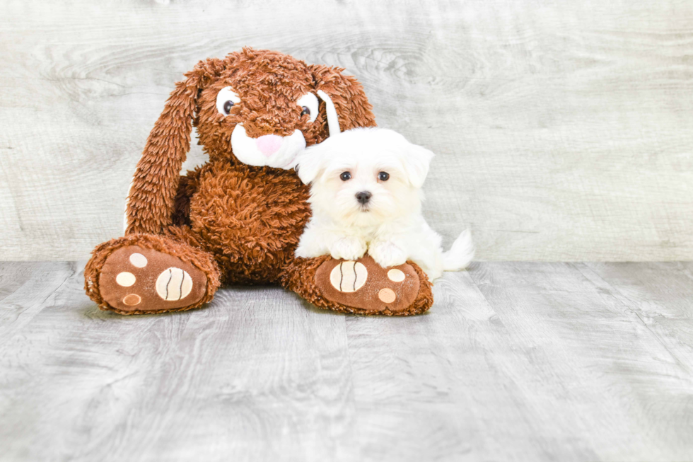 Popular Maltese Purebred Pup