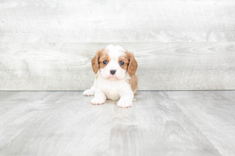 Best Cavalier King Charles Spaniel Baby