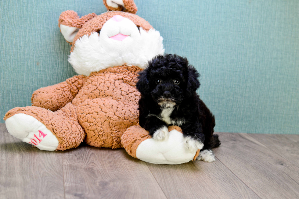 Yorkie Poo Pup Being Cute