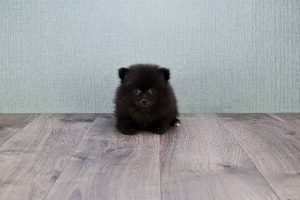 Pomeranian Puppy for Adoption