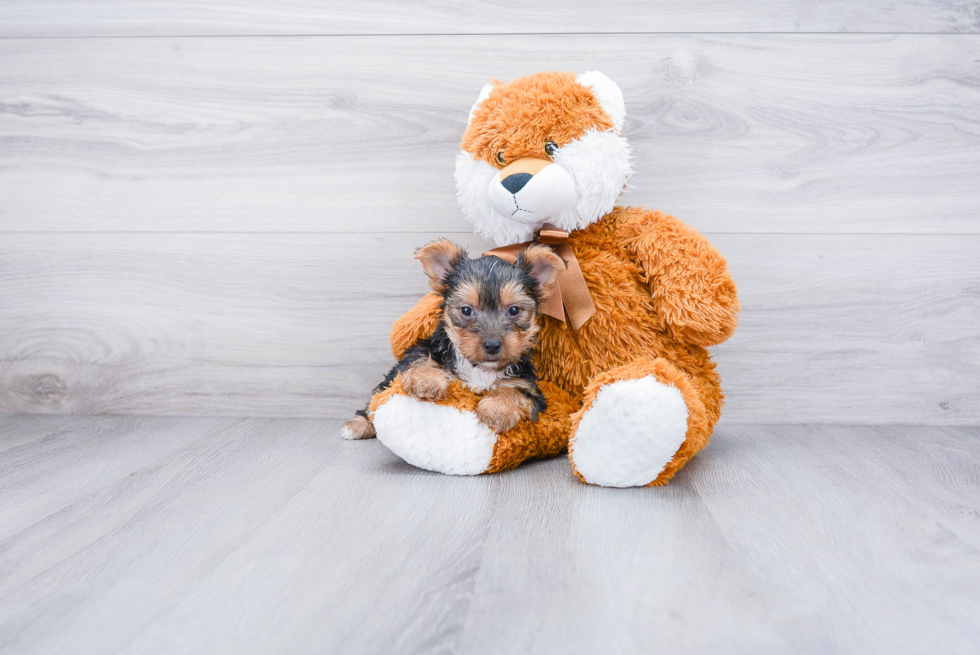 Meet Lisa - our Yorkshire Terrier Puppy Photo 