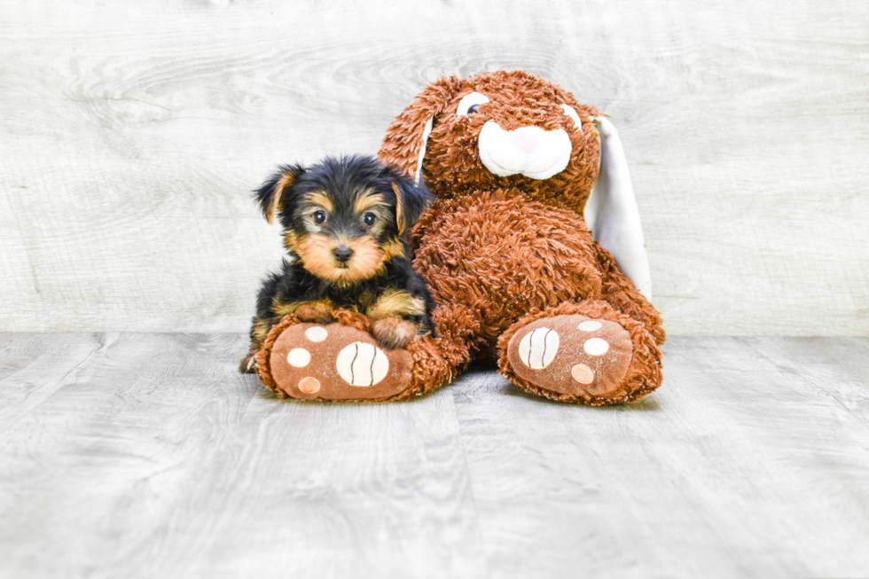 Meet Izzie - our Yorkshire Terrier Puppy Photo 