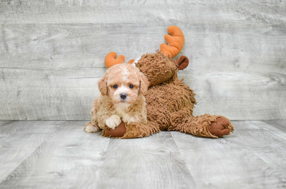 Energetic Cavoodle Poodle Mix Puppy