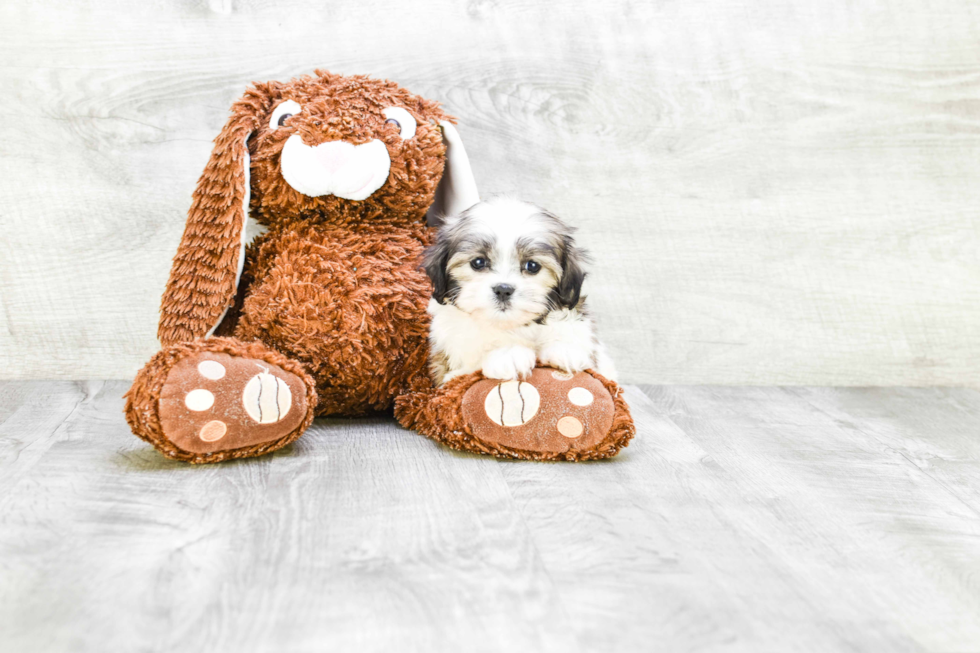 Happy Teddy Bear Baby