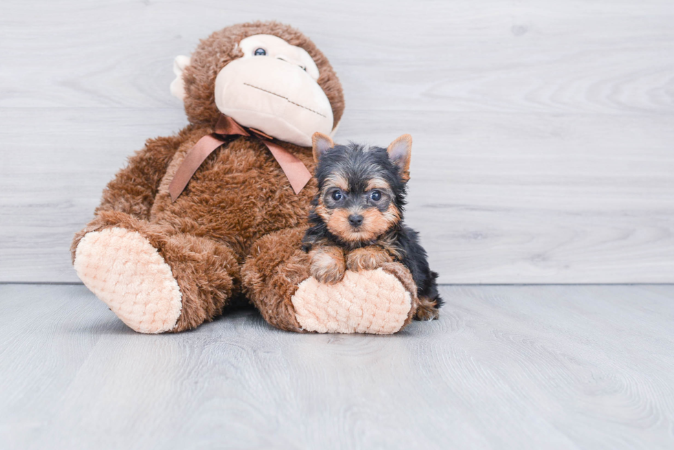 Meet Beckham - our Yorkshire Terrier Puppy Photo 