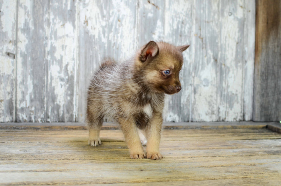 Playful Mini Husky Designer Puppy